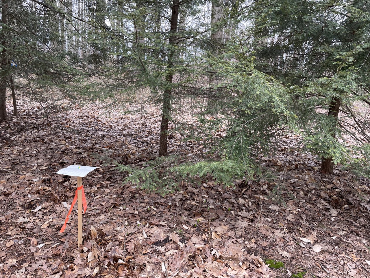 #14 MSU Sticky trap & stake for crawlers.jpg